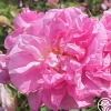 Rosa Damascena Semperflorens (Autumn Damask)