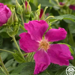 Rosa Rugosa