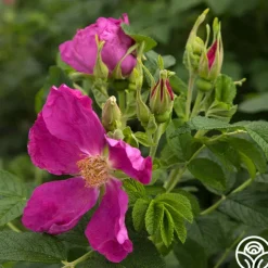 Rosa Rugosa