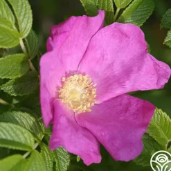 Rosa Rugosa