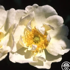 Rosa Rugosa Alba Plena