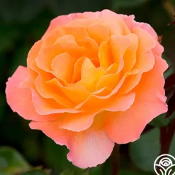 Rosemary Harkness™