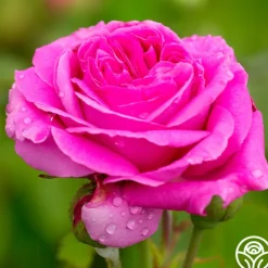 Souvenir du Président Lincoln