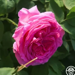 Souvenir du Président Lincoln