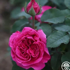 Souvenir du Président Lincoln