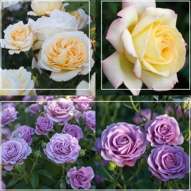 Spring Color Bouquet Collection II