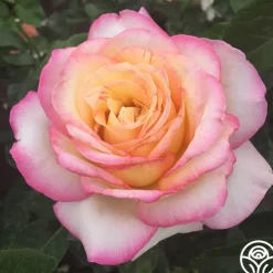 Spring Color Bouquet Collection II