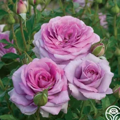 Spring Color Bouquet Collection II