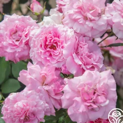 St. Elisabeth of Hungary