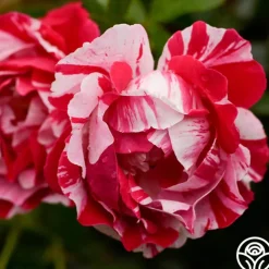 Stars 'n' Stripes Forever™