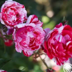 Stars 'n' Stripes Forever™