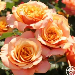 Sunbelt® Crazy Love™