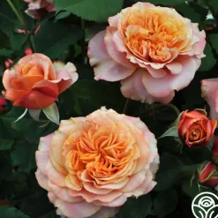 Sunbelt® Crazy Love™