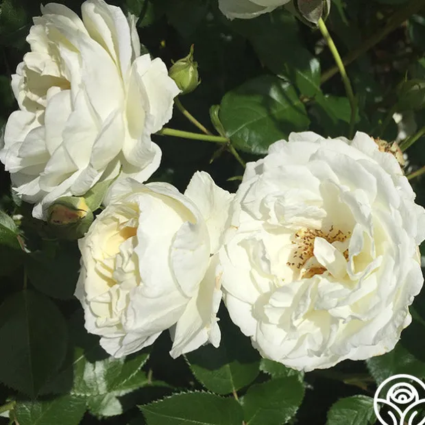 Sunbelt® Polar Express