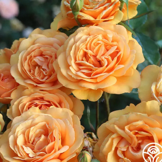 Sunbelt® South Africa®