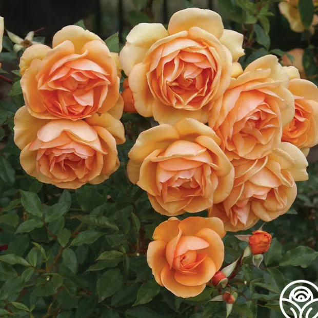 Sunbelt® South Africa®