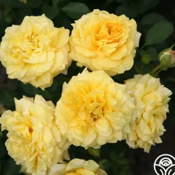 Sunbelt® Tupelo Honey™