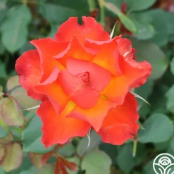 Sunrise At Heirloom™