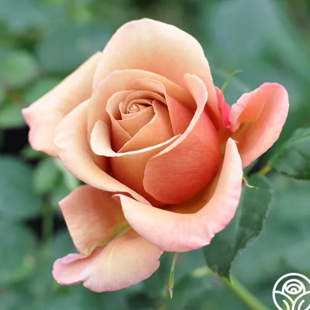 Sunset Tones Bouquet Collection