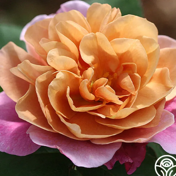 Sunset Tones Bouquet Collection