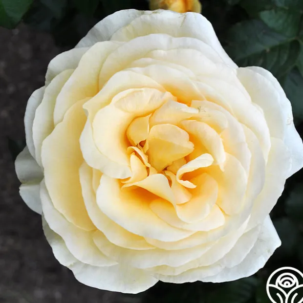 Sunshine Daydream™