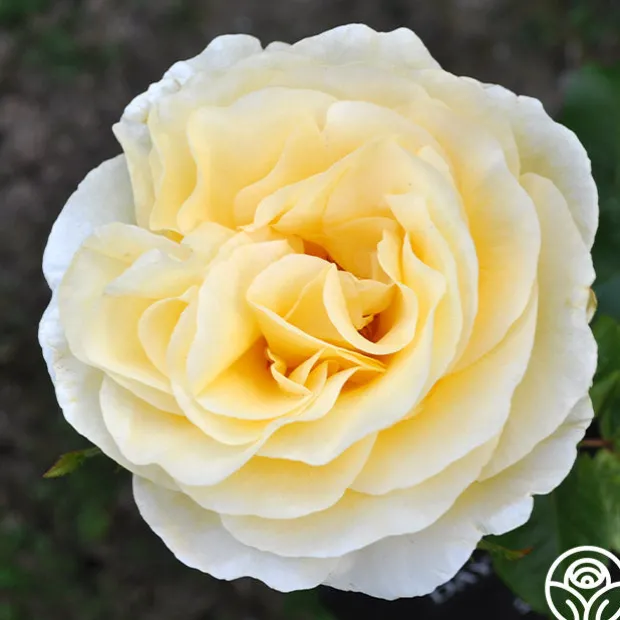 Sunshine Daydream™