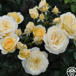 Sunshine Daydream™