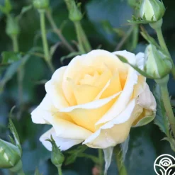 Sunshine Daydream™