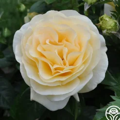 Sunshine Daydream™