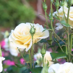 Sunshine Daydream™