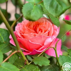 Sweet Mademoiselle™