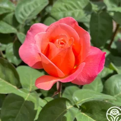 Sweet Mademoiselle™