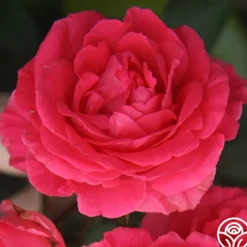 Tahitian Treasure™