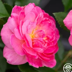 Tahitian Treasure™