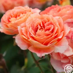 Tangerine Streams™