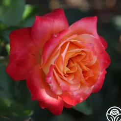 Tangerine Streams™