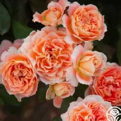 Tangerine Streams™