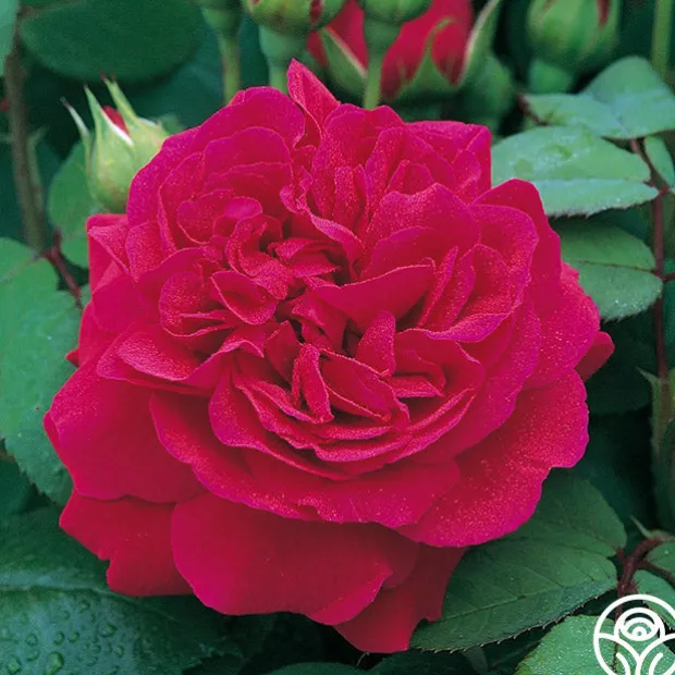 Tess of the d'Urbervilles®