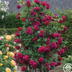 Tess of the d'Urbervilles®