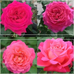 50th Anniversary Fragrant Roses Collection