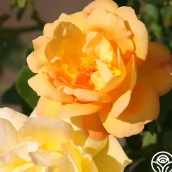 50th Anniversary Summer Collection