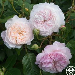 The Albrighton Rambler®