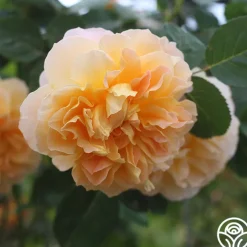 The Impressionist™