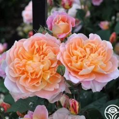 The Impressionist™