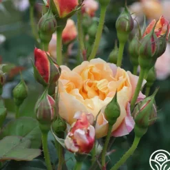 The Impressionist™