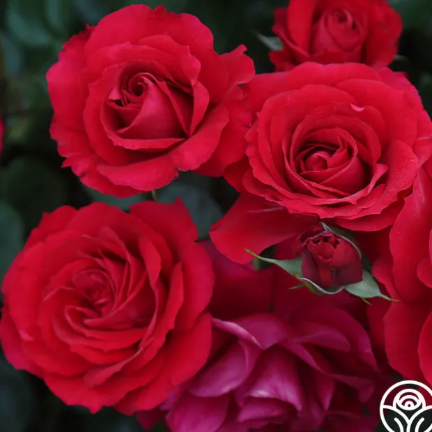 The Prince's Trust™