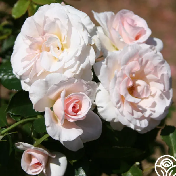 The Soham Rose™