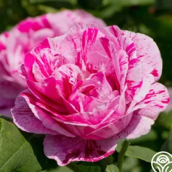 Tricolore De Flandre