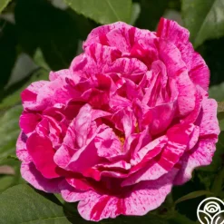 Tricolore De Flandre