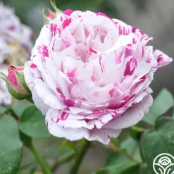 Variegata di Bologna